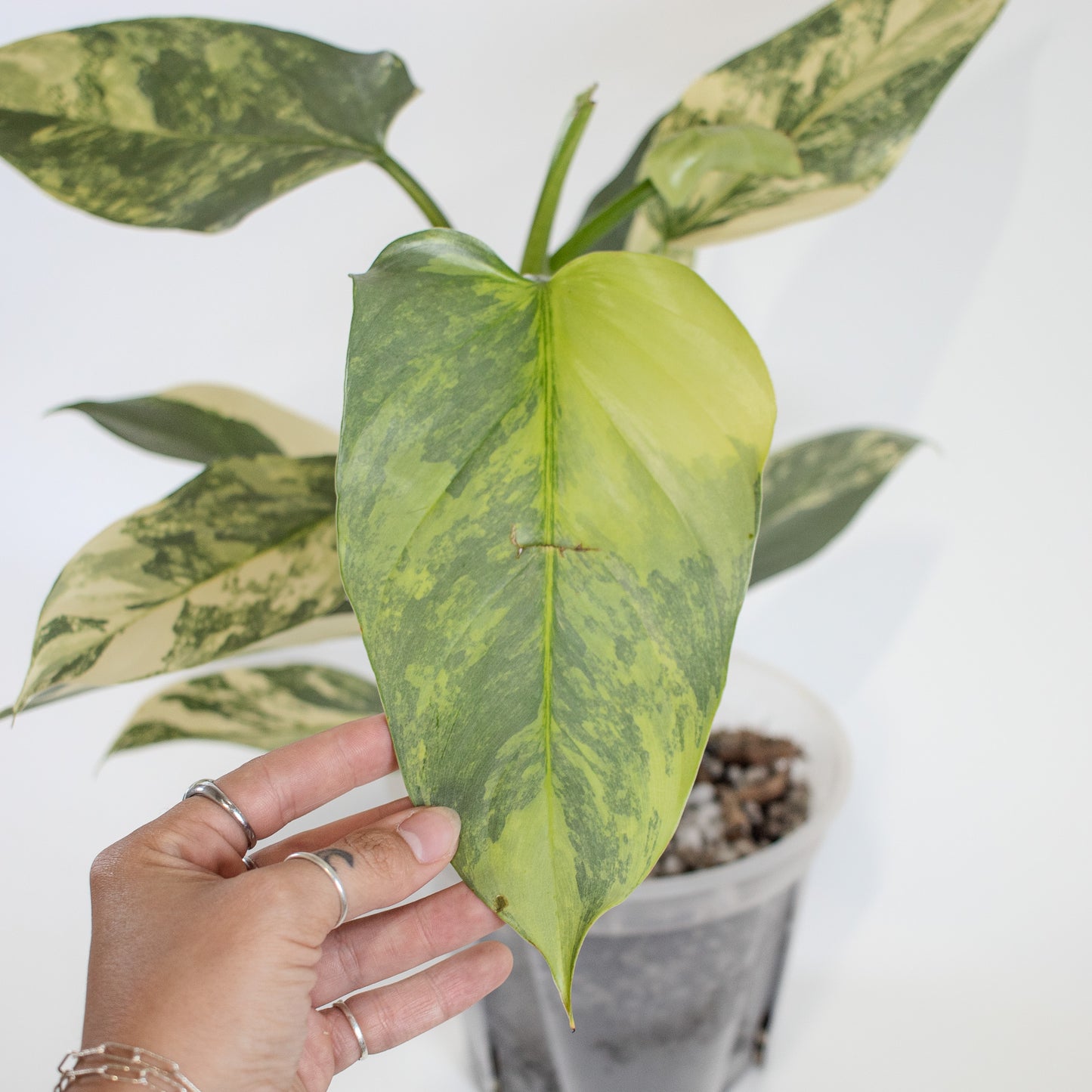 Philodendron Silver Sword Variegated (2200)