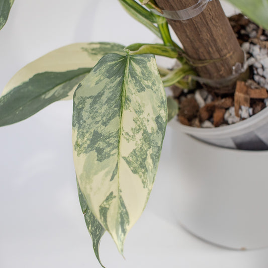 Philodendron Silver Sword Variegated (2200)
