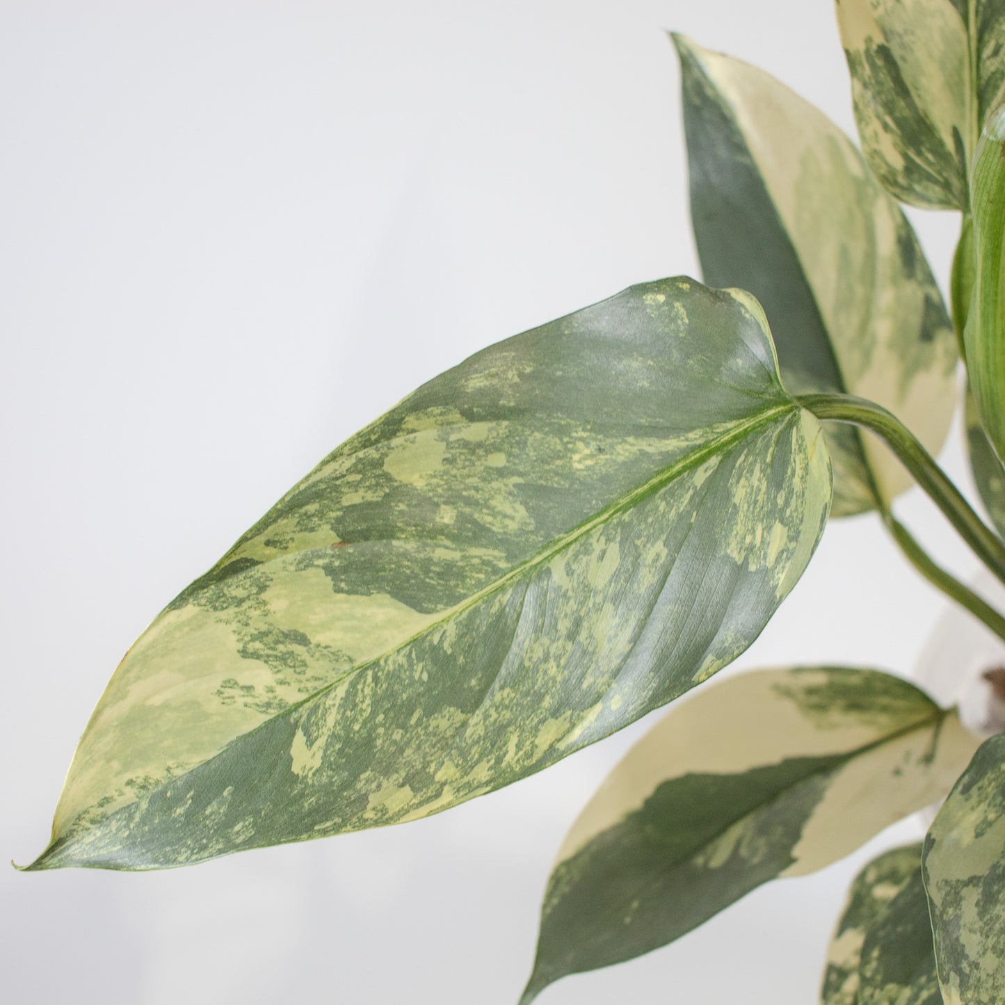 Philodendron Silver Sword Variegated (2200)