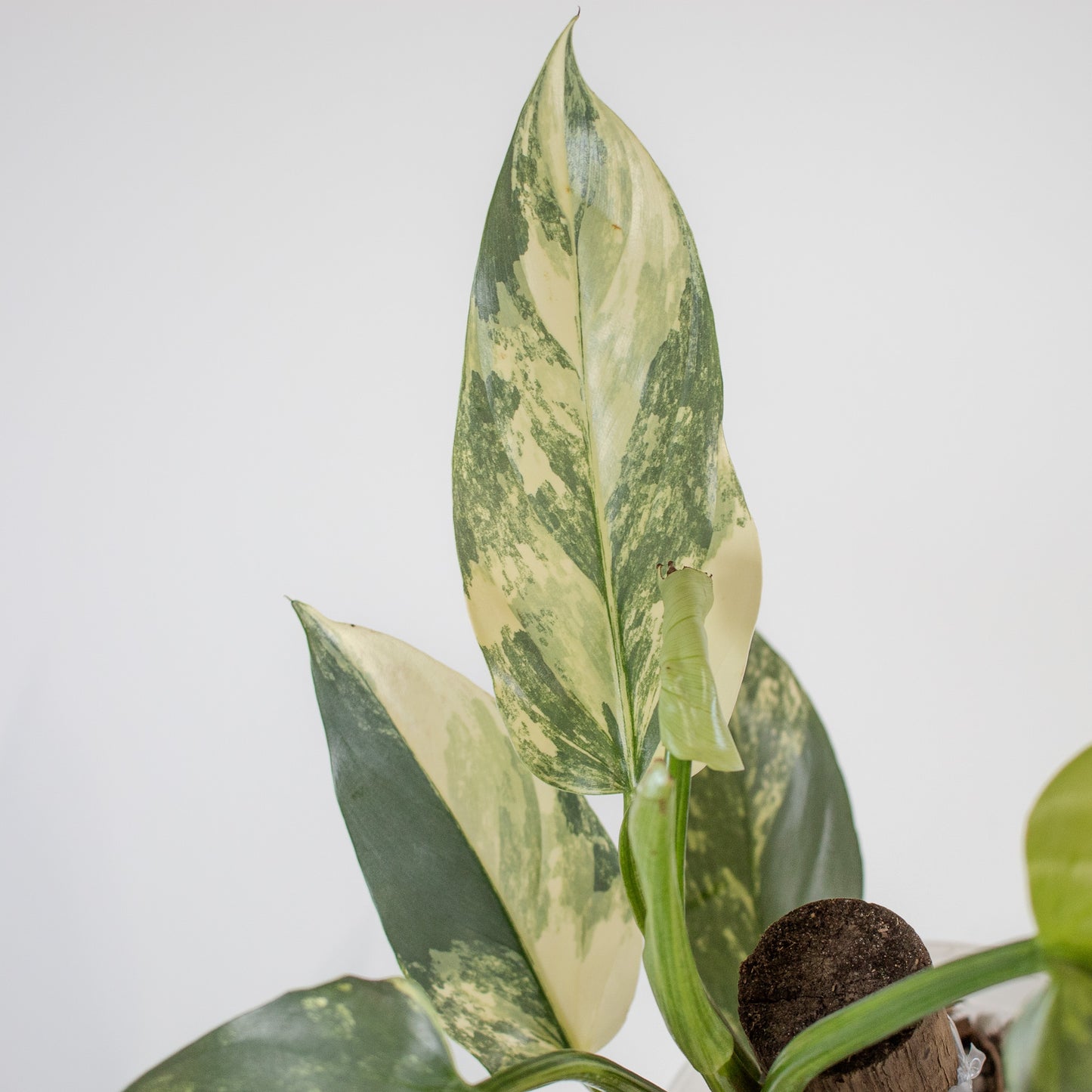 Philodendron Silver Sword Variegated (2200)