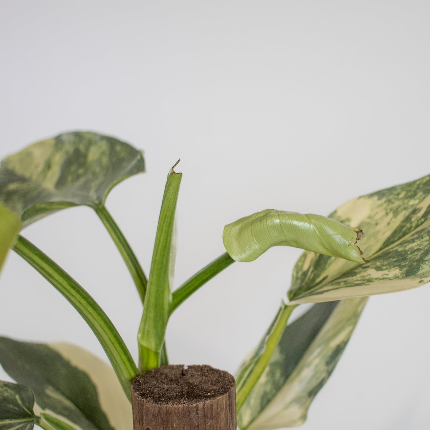 Philodendron Silver Sword Variegated (2200)
