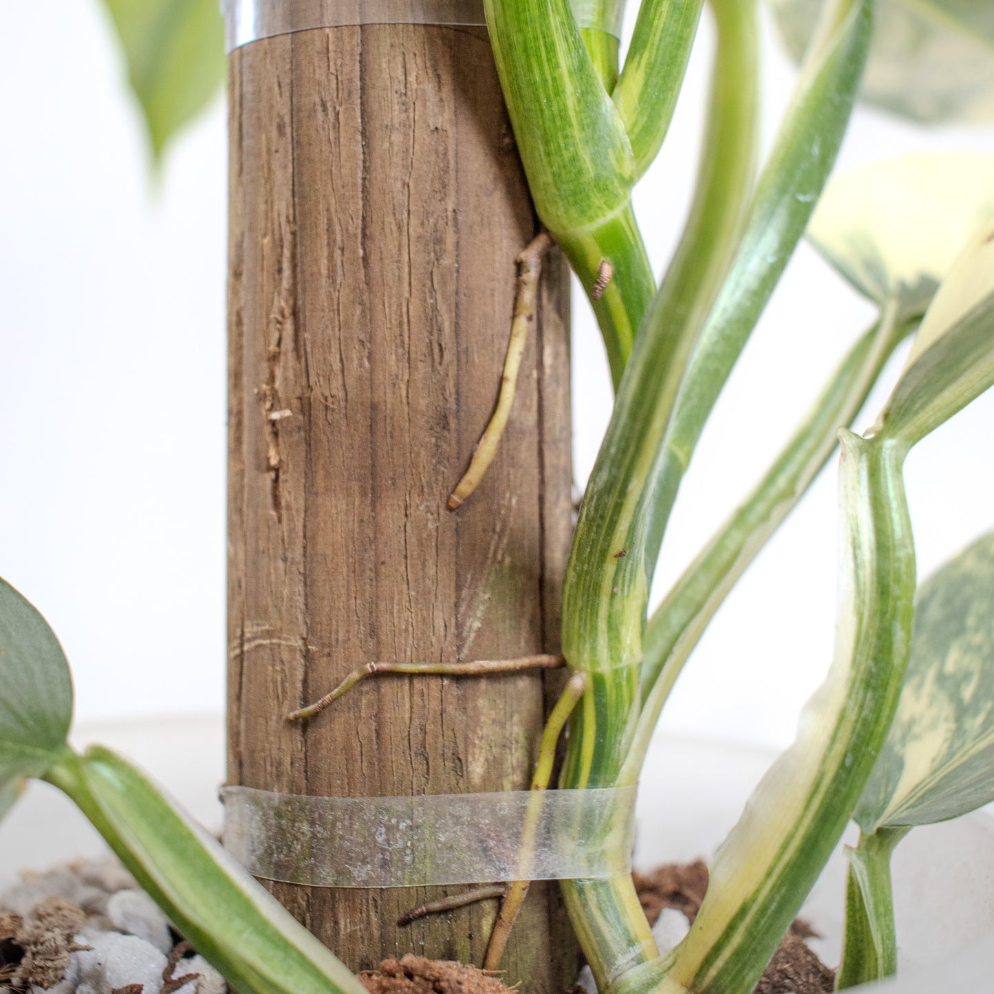 Philodendron Silver Sword Variegated (2200)