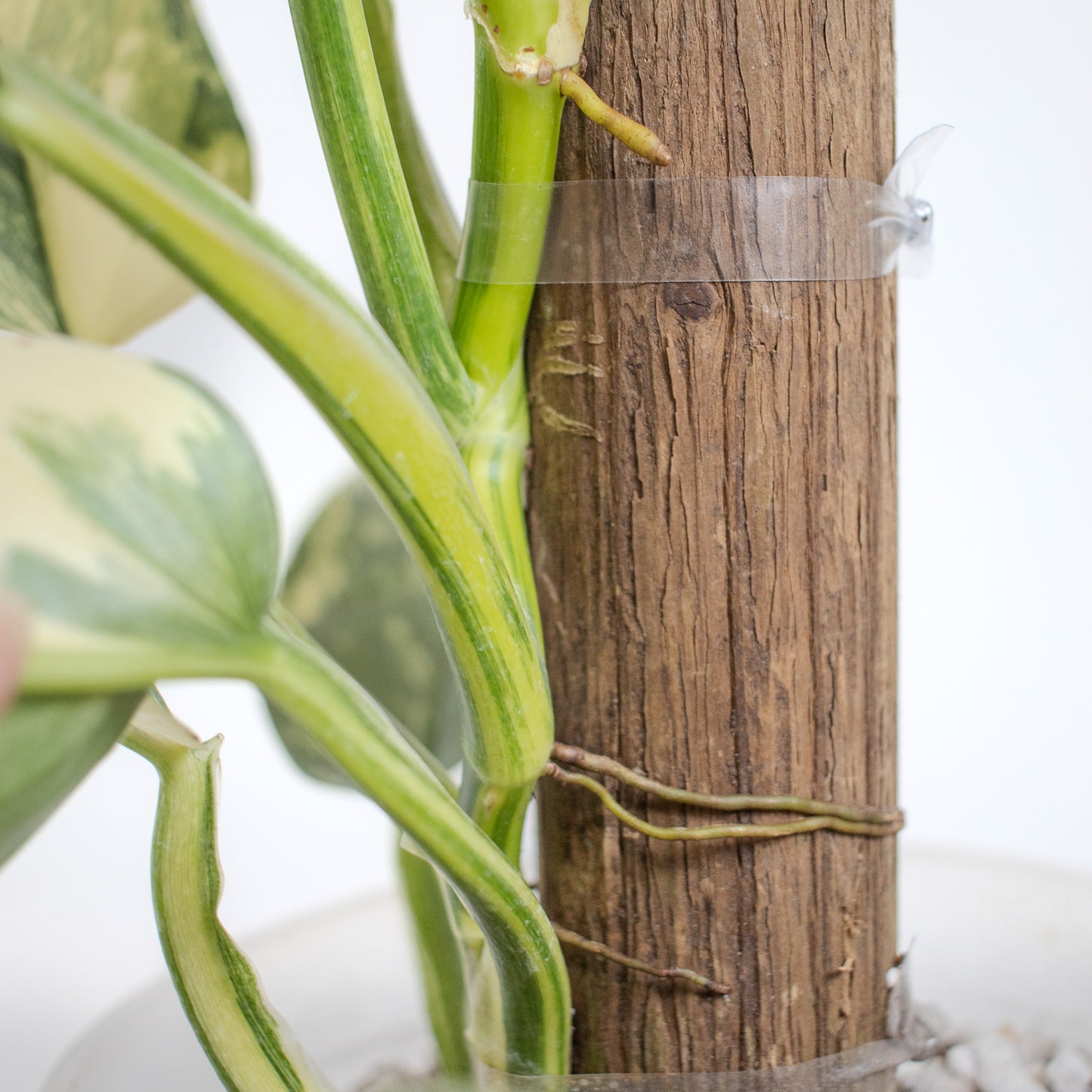 Philodendron Silver Sword Variegated (2200)