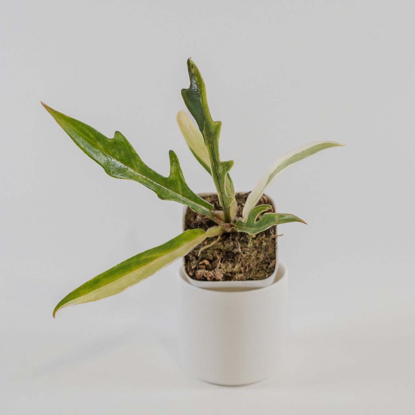 Philodendron 'Tortum' Albo Variegated (2317)