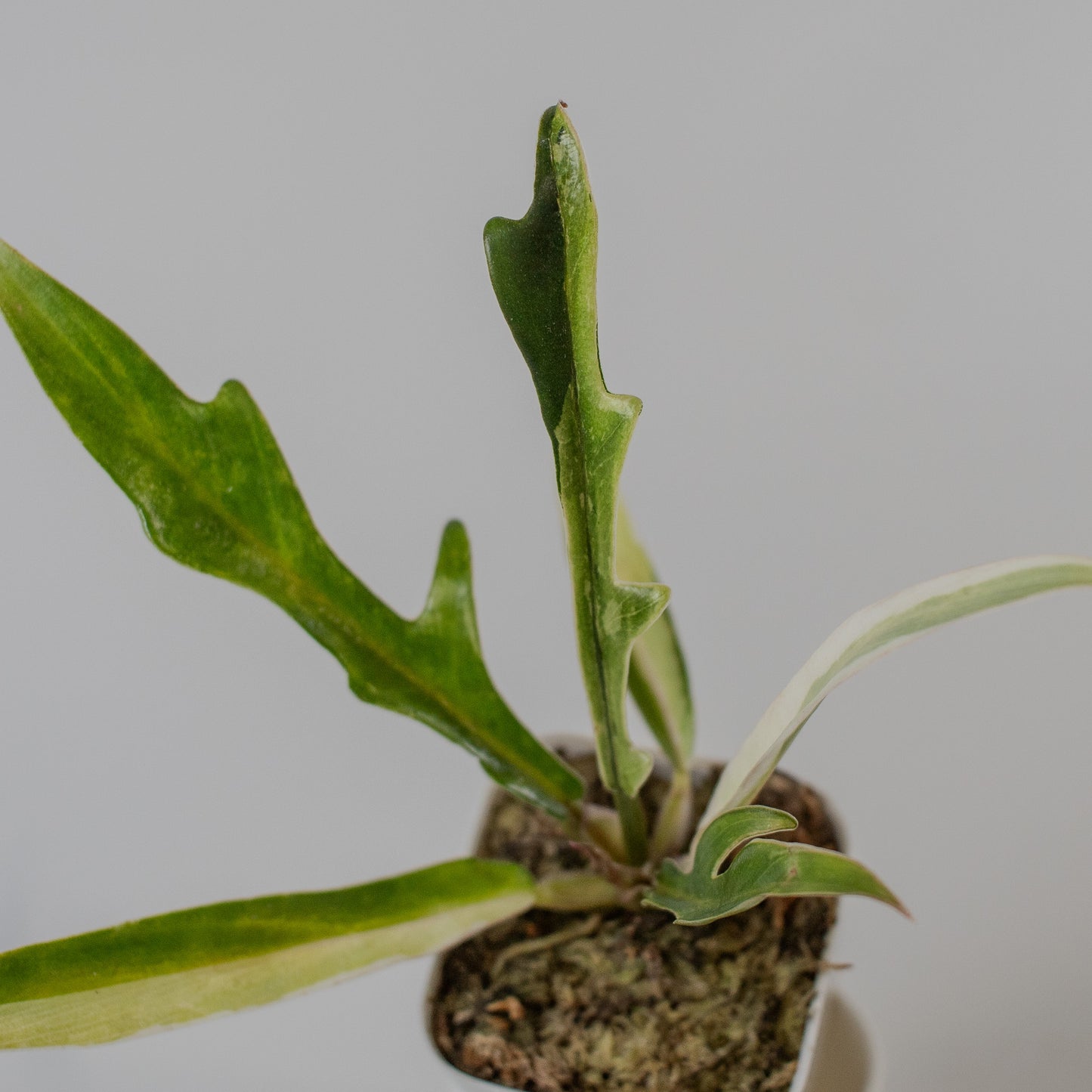 Philodendron 'Tortum' Albo Variegated (2317)