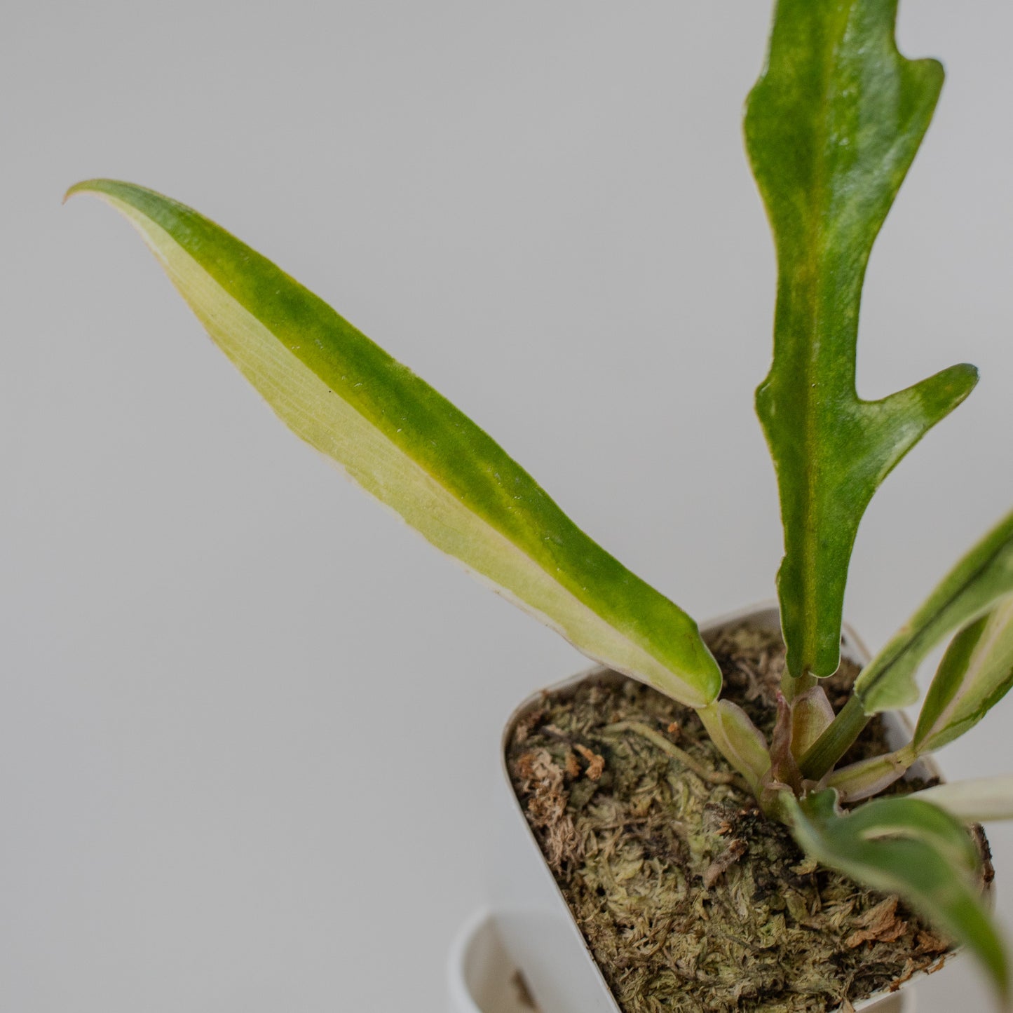 Philodendron 'Tortum' Albo Variegated (2317)