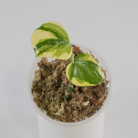 Epipremnum 'Poonsin' Manjula Variegated (2316)