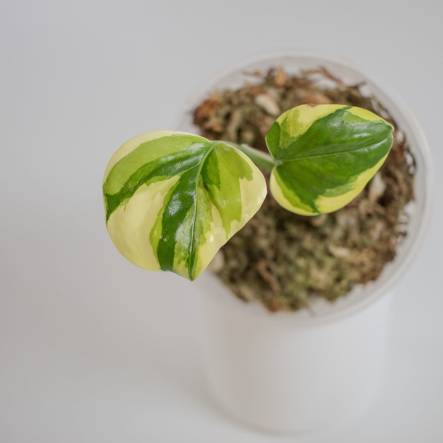 Epipremnum 'Poonsin' Manjula Variegated (2316)