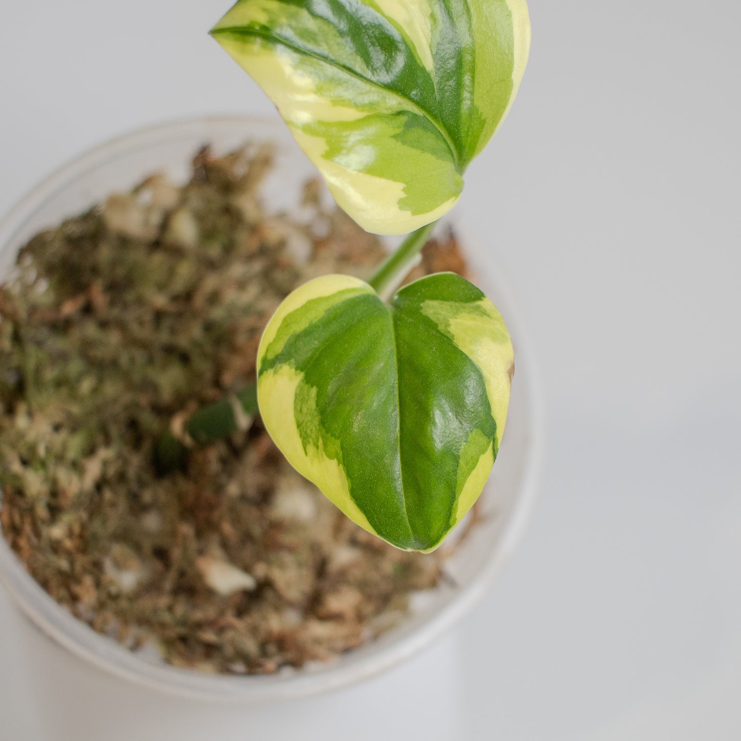 Epipremnum 'Poonsin' Manjula Variegated (2316)