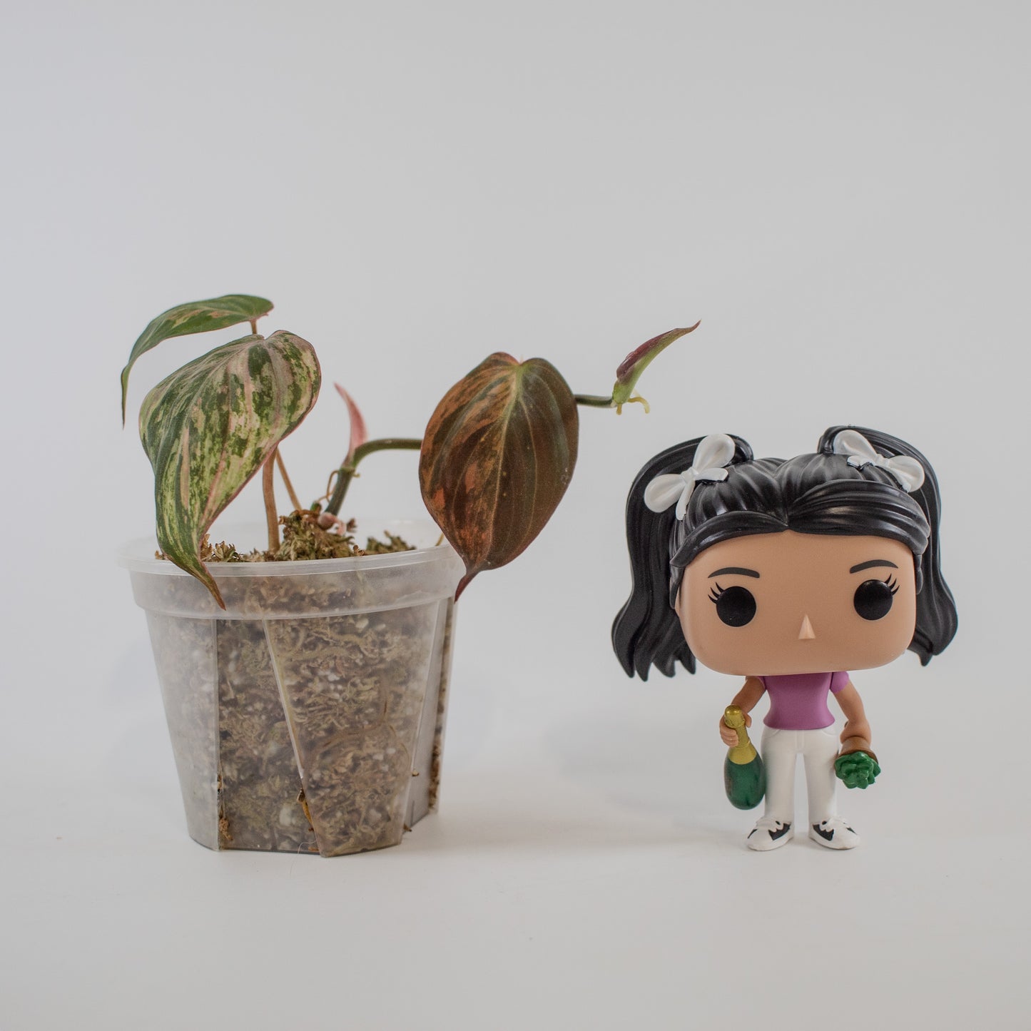 Philodendron Micans Aurea Variegated (2314)