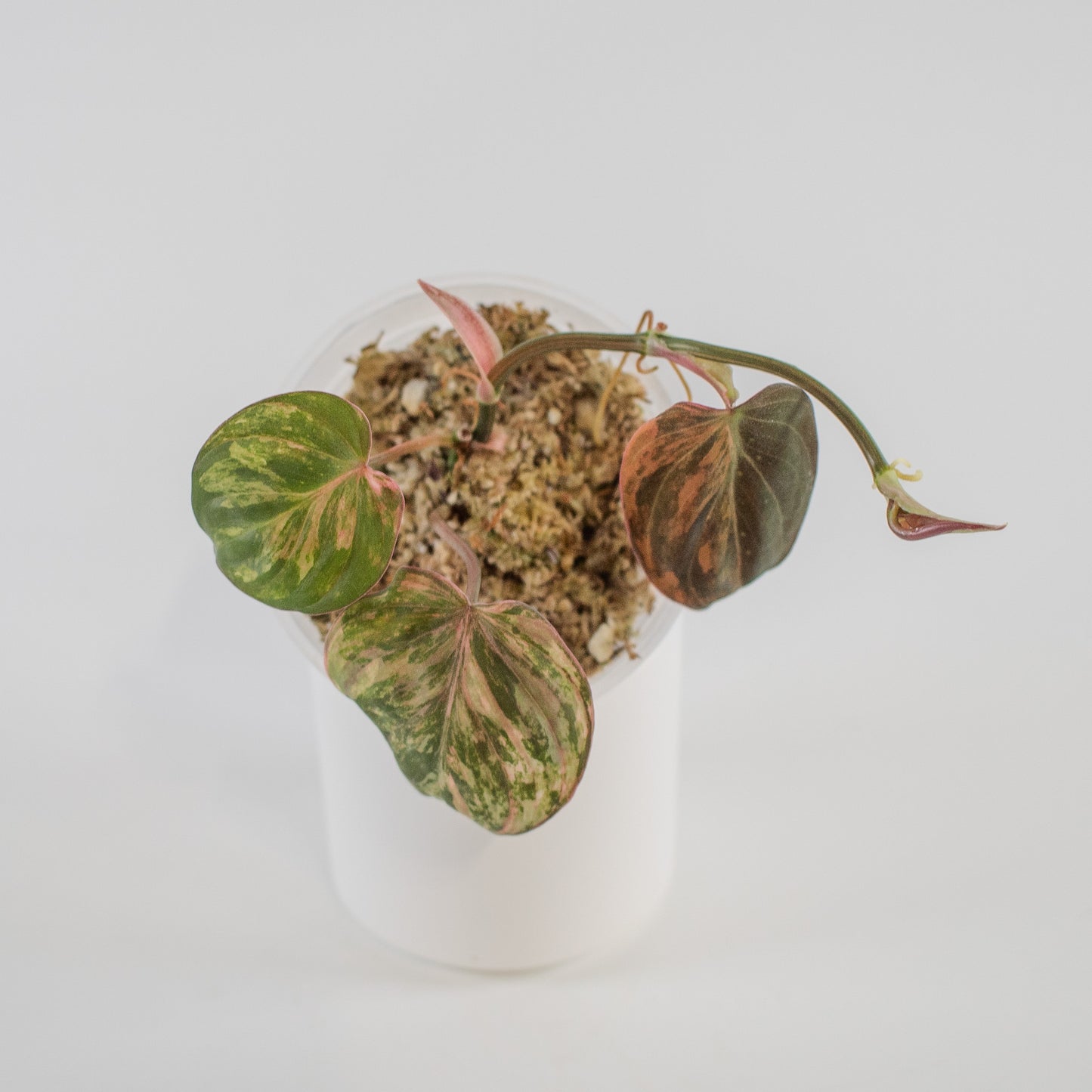 Philodendron Micans Aurea Variegated (2314)