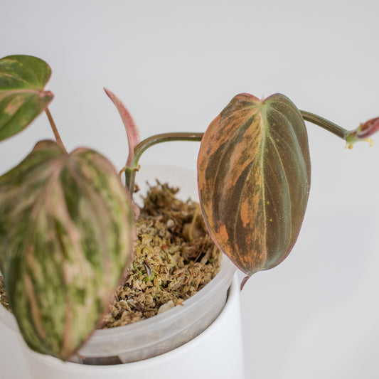Philodendron Micans Aurea Variegated (2314)