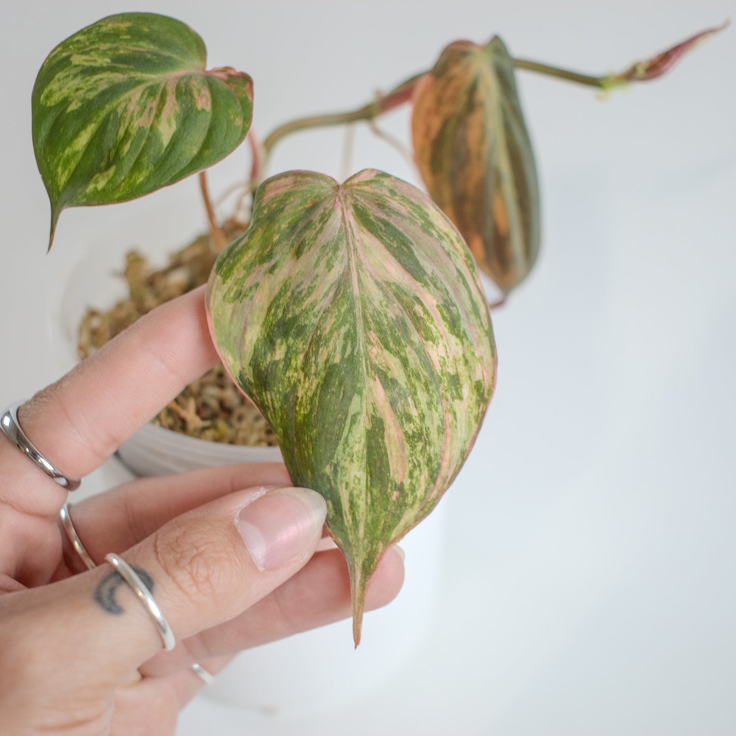 Philodendron Micans Aurea Variegated (2314)