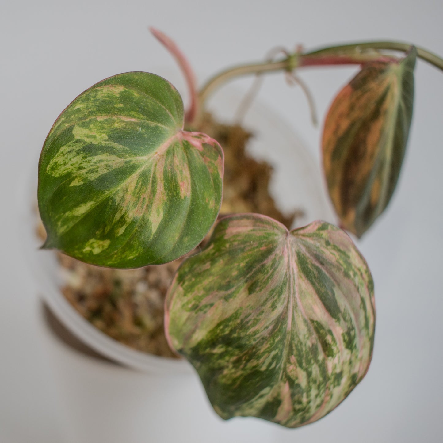 Philodendron Micans Aurea Variegated (2314)
