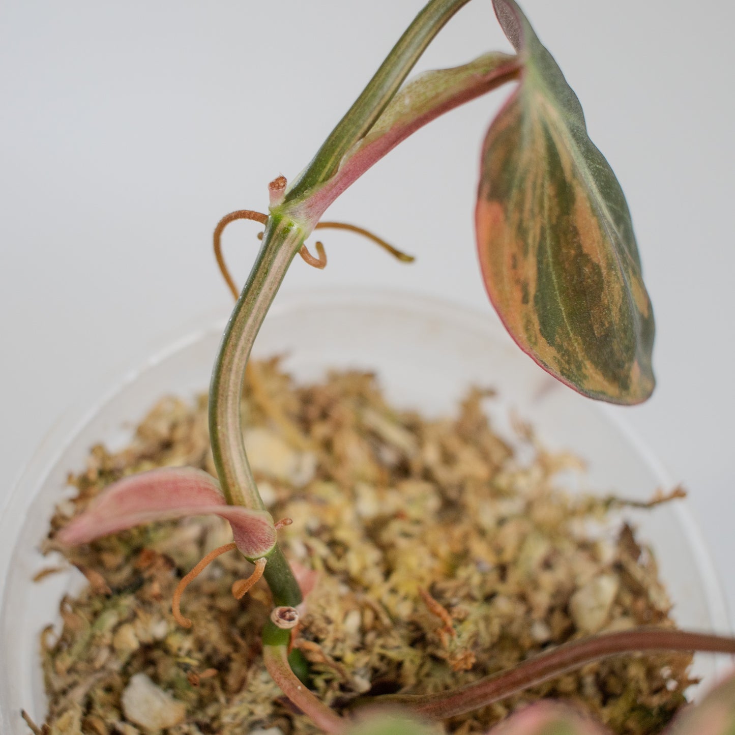 Philodendron Micans Aurea Variegated (2314)