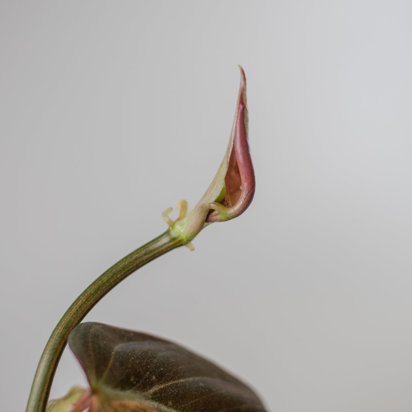 Philodendron Micans Aurea Variegated (2314)