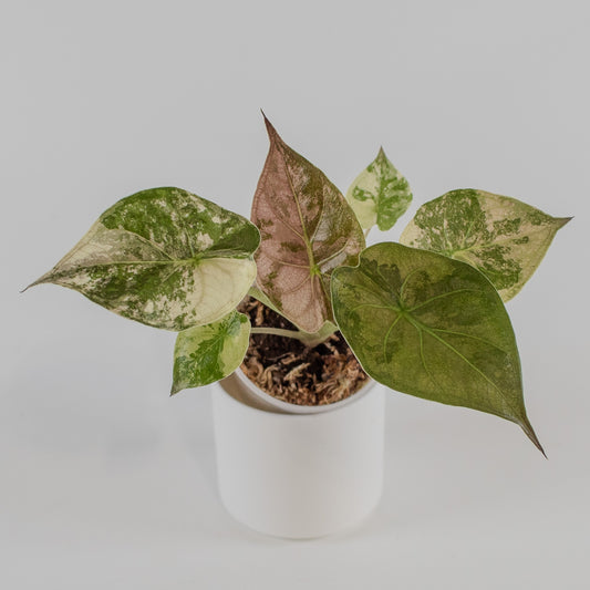 Alocasia Wentii Albo/Pink Variegated (2312)