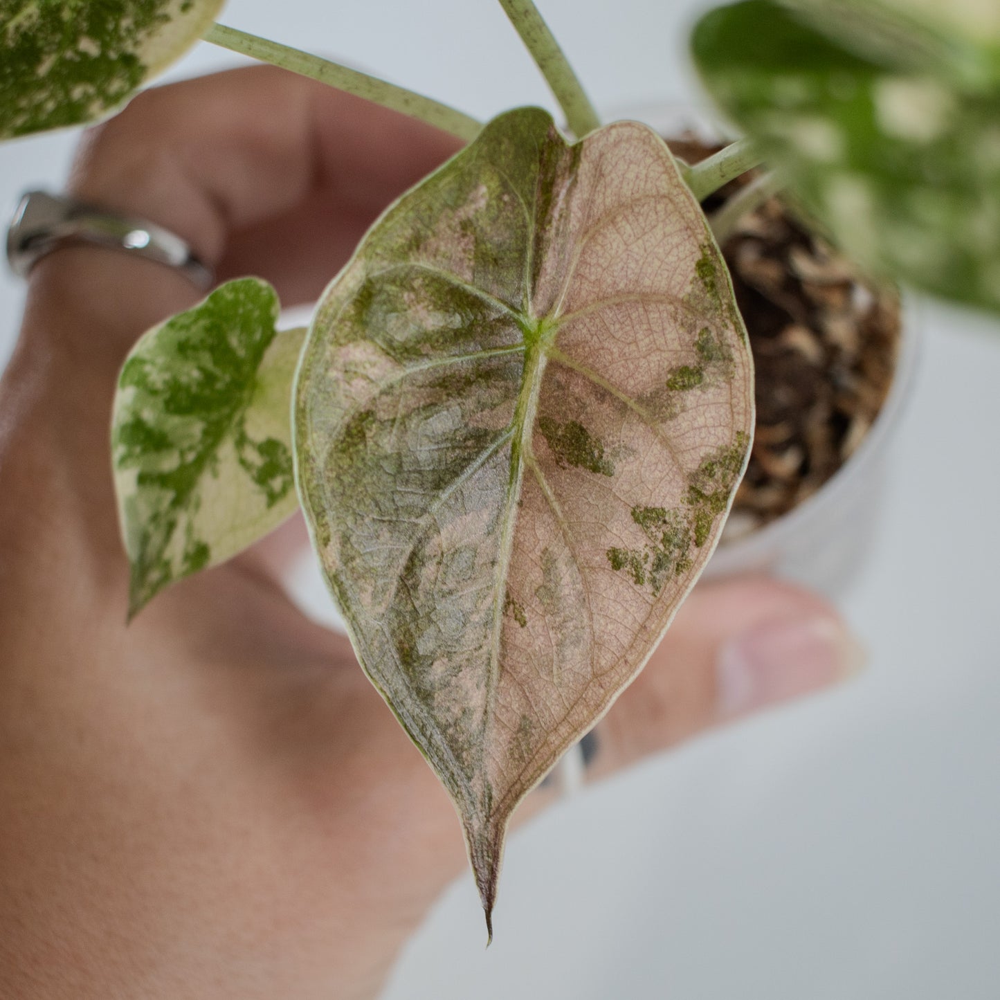 Alocasia Wentii Albo/Pink Variegated (2312)