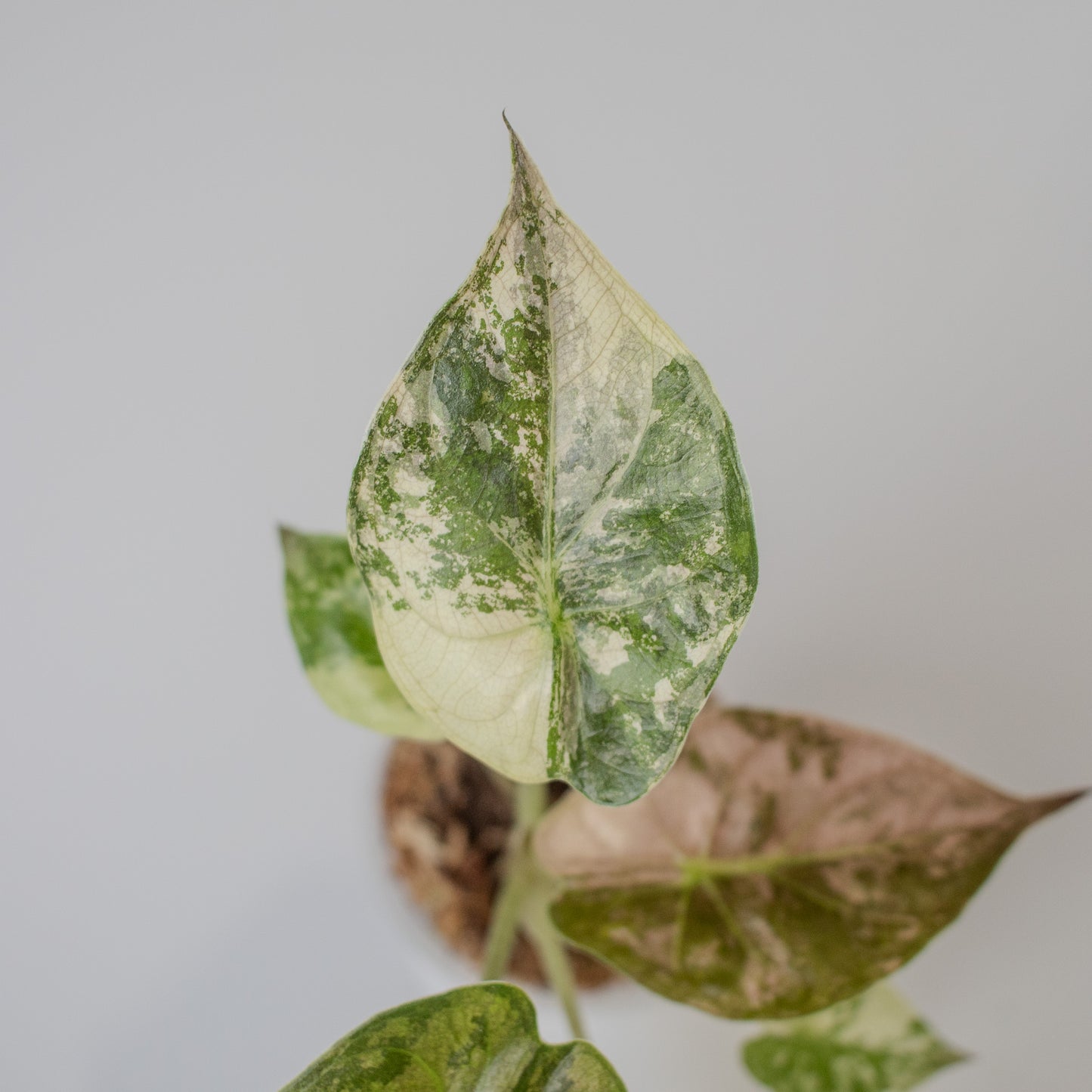 Alocasia Wentii Albo/Pink Variegated (2312)