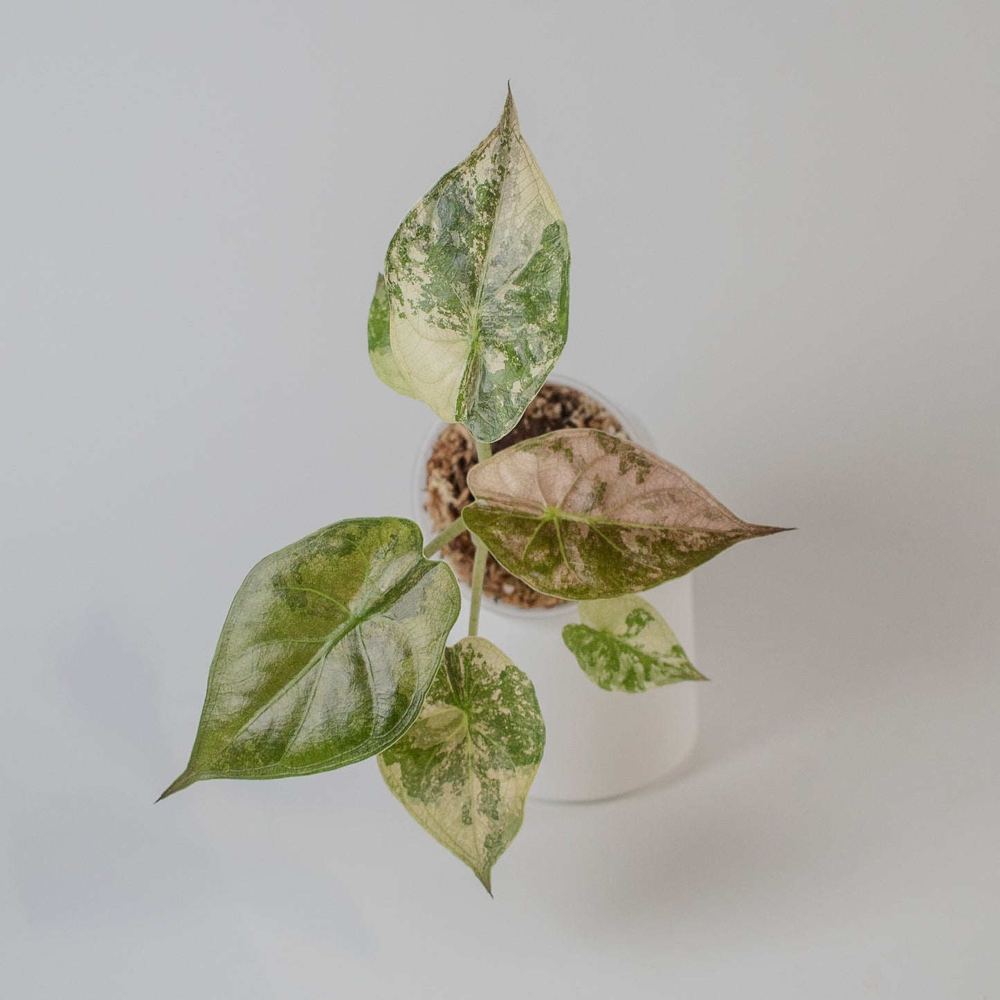 Alocasia Wentii Albo/Pink Variegated (2312)