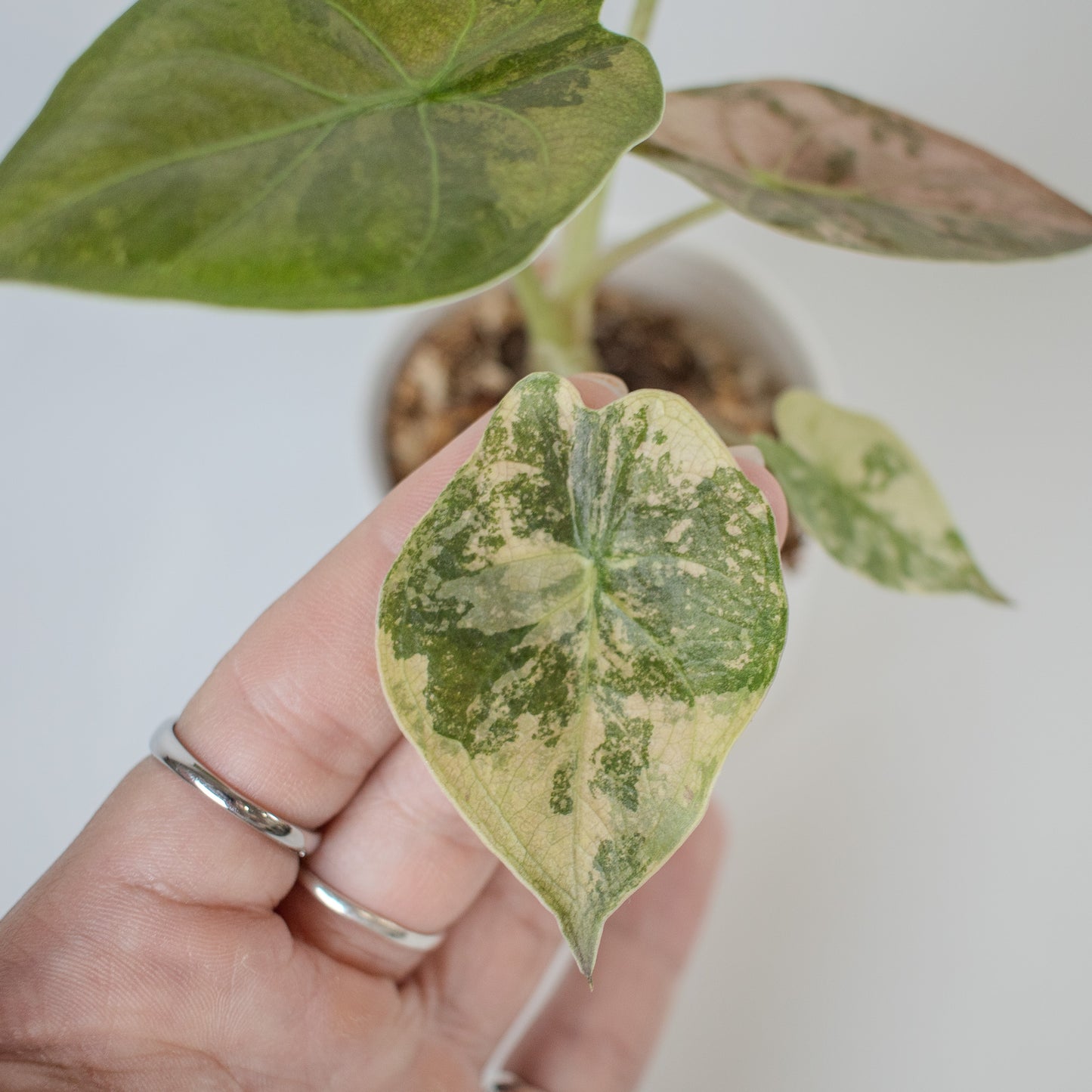 Alocasia Wentii Albo/Pink Variegated (2312)