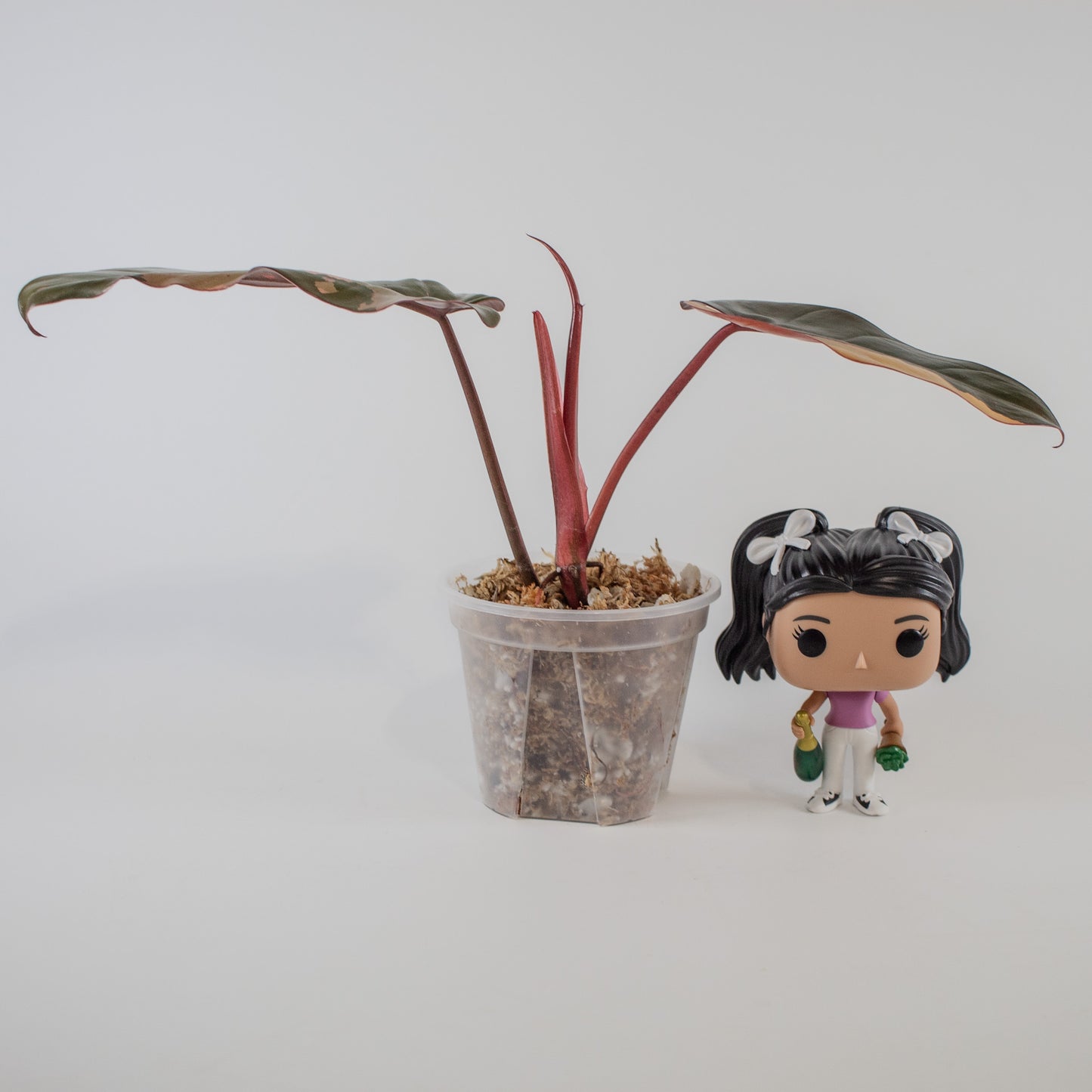 Philodendron 'Dark Lord' Variegated (2308)