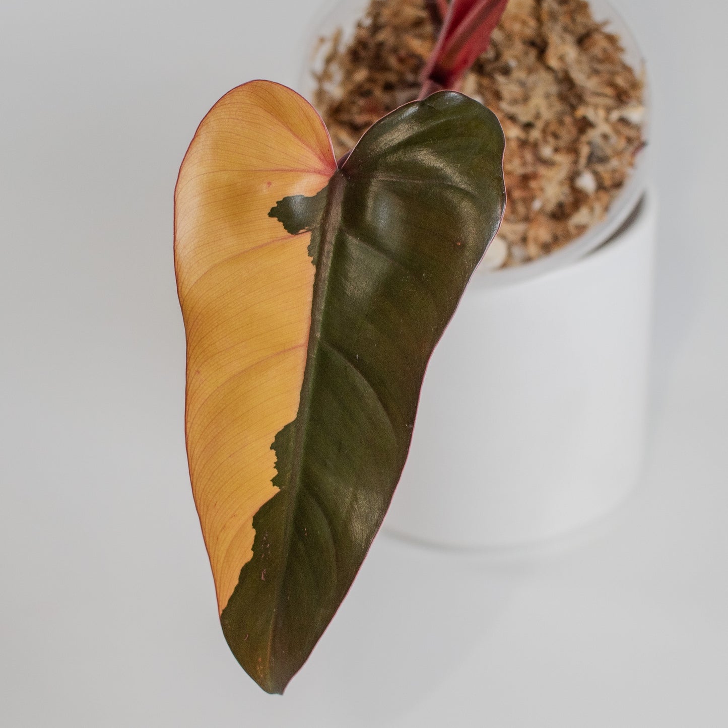 Philodendron 'Dark Lord' Variegated (2308)