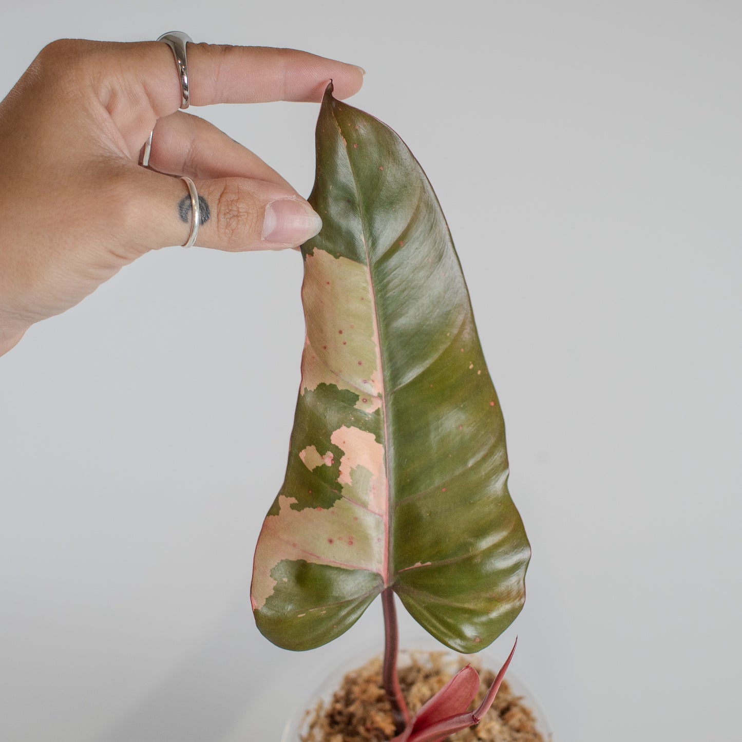 Philodendron 'Dark Lord' Variegated (2308)