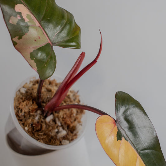Philodendron 'Dark Lord' Variegated (2308)