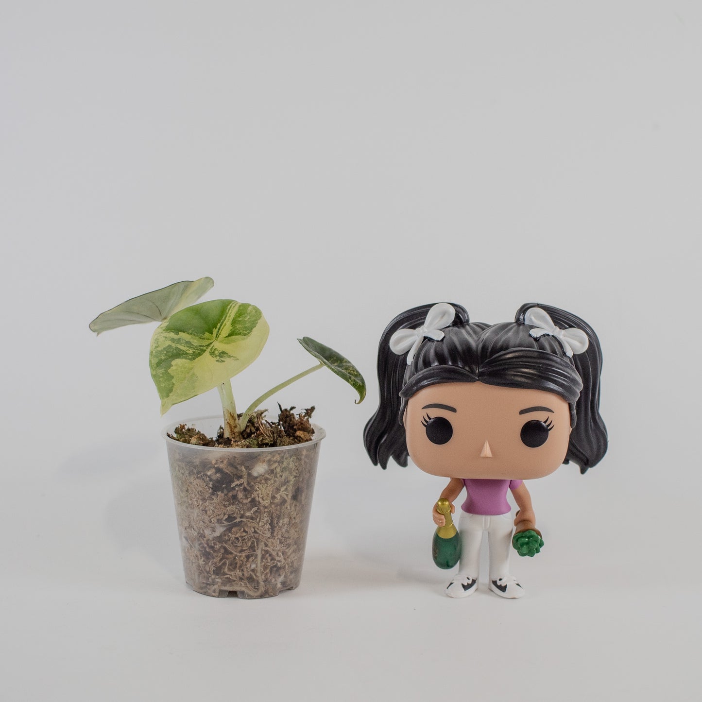Alocasia 'Nebula' Gold (2318)