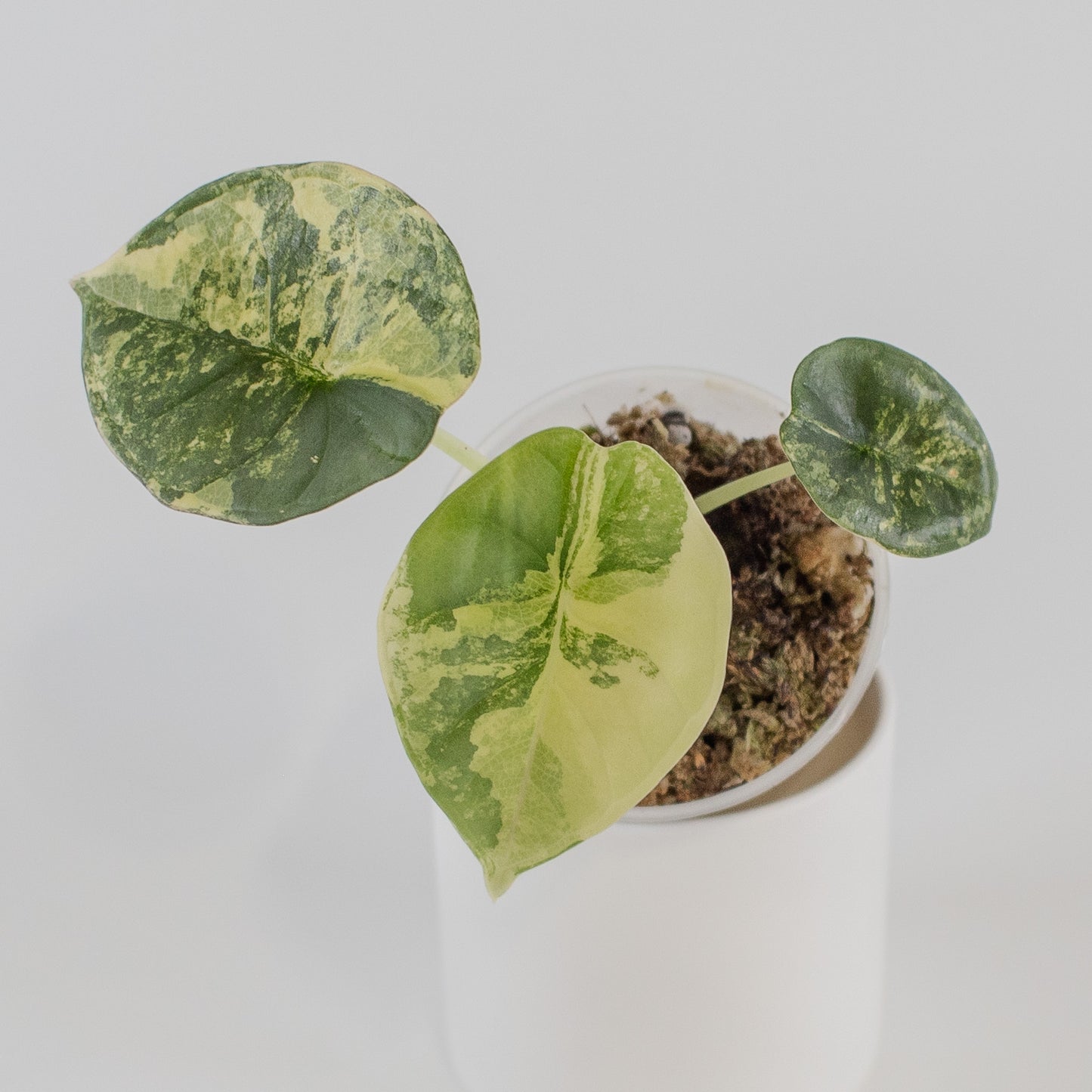 Alocasia 'Nebula' Gold (2318)