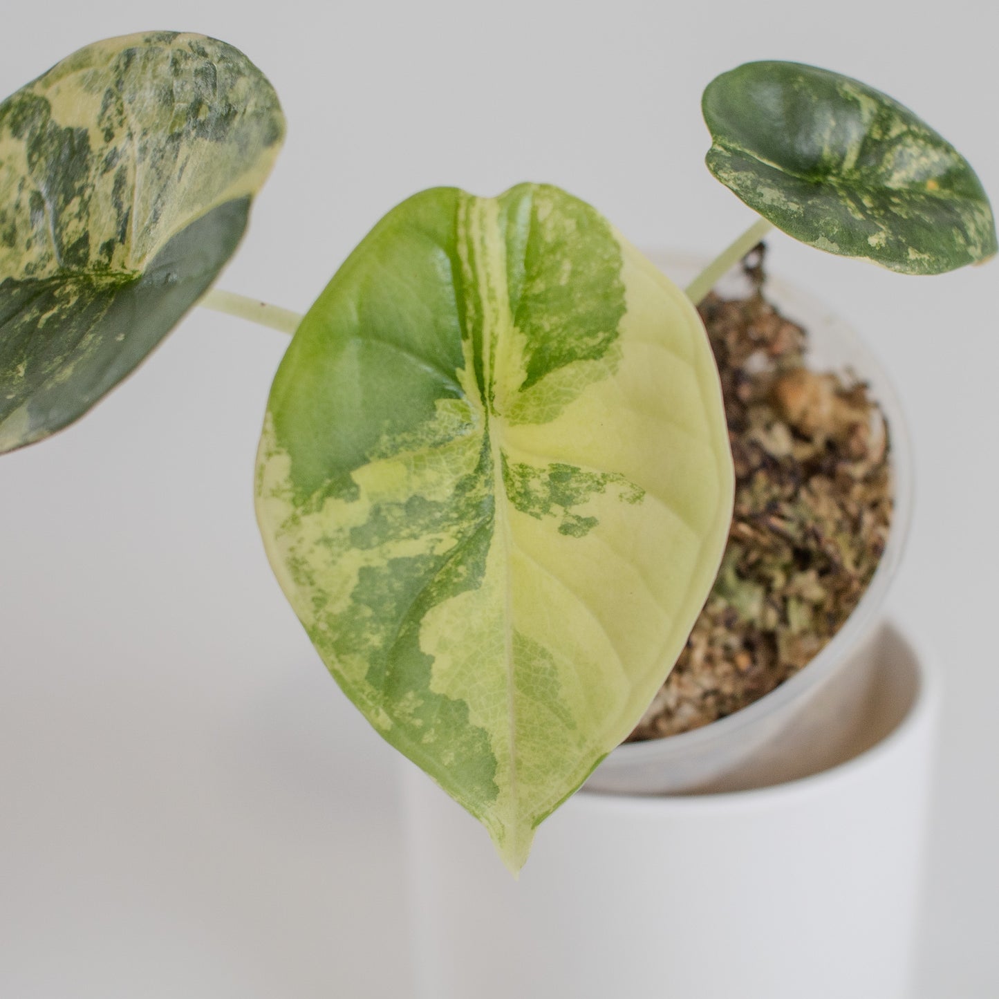 Alocasia 'Nebula' Gold (2318)