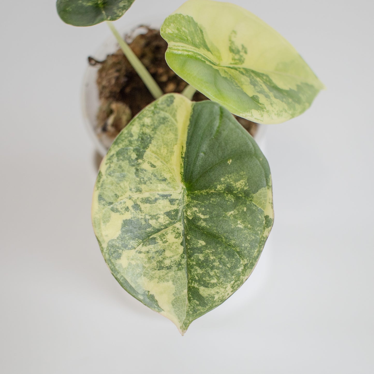 Alocasia 'Nebula' Gold (2318)