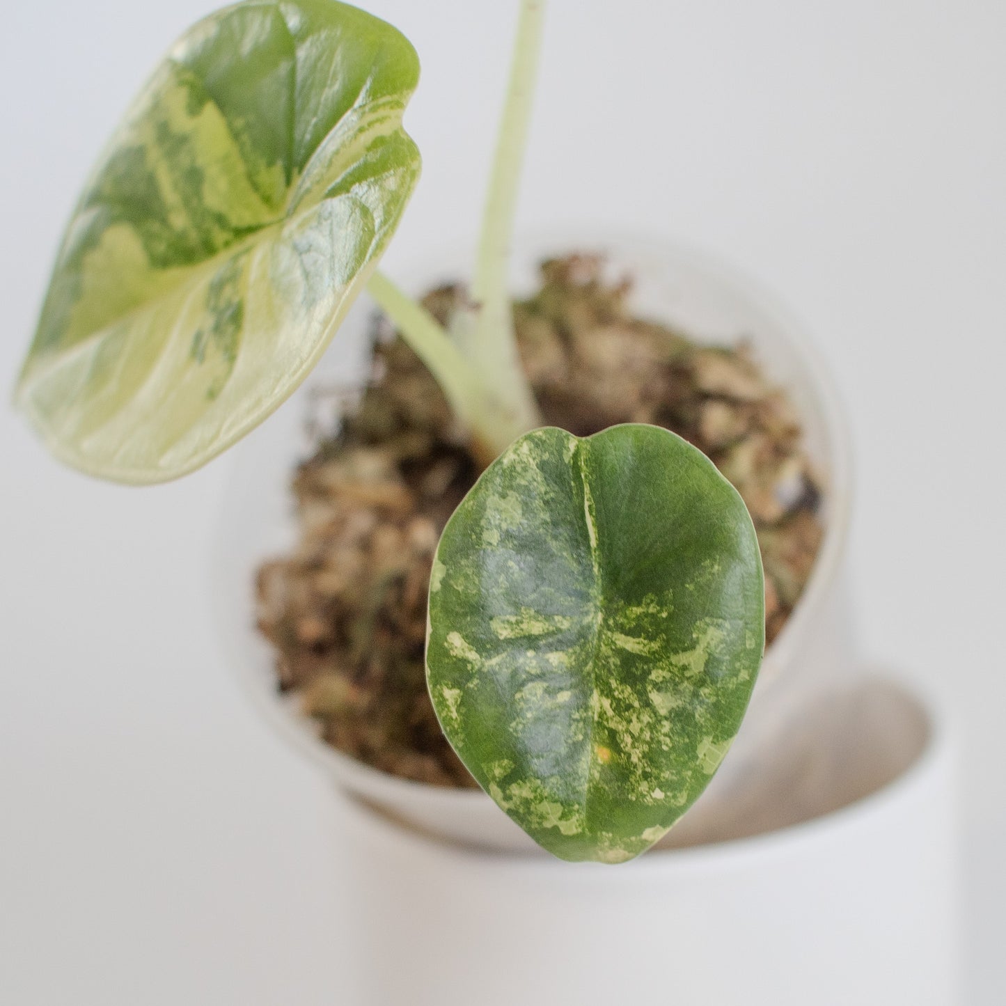 Alocasia 'Nebula' Gold (2318)