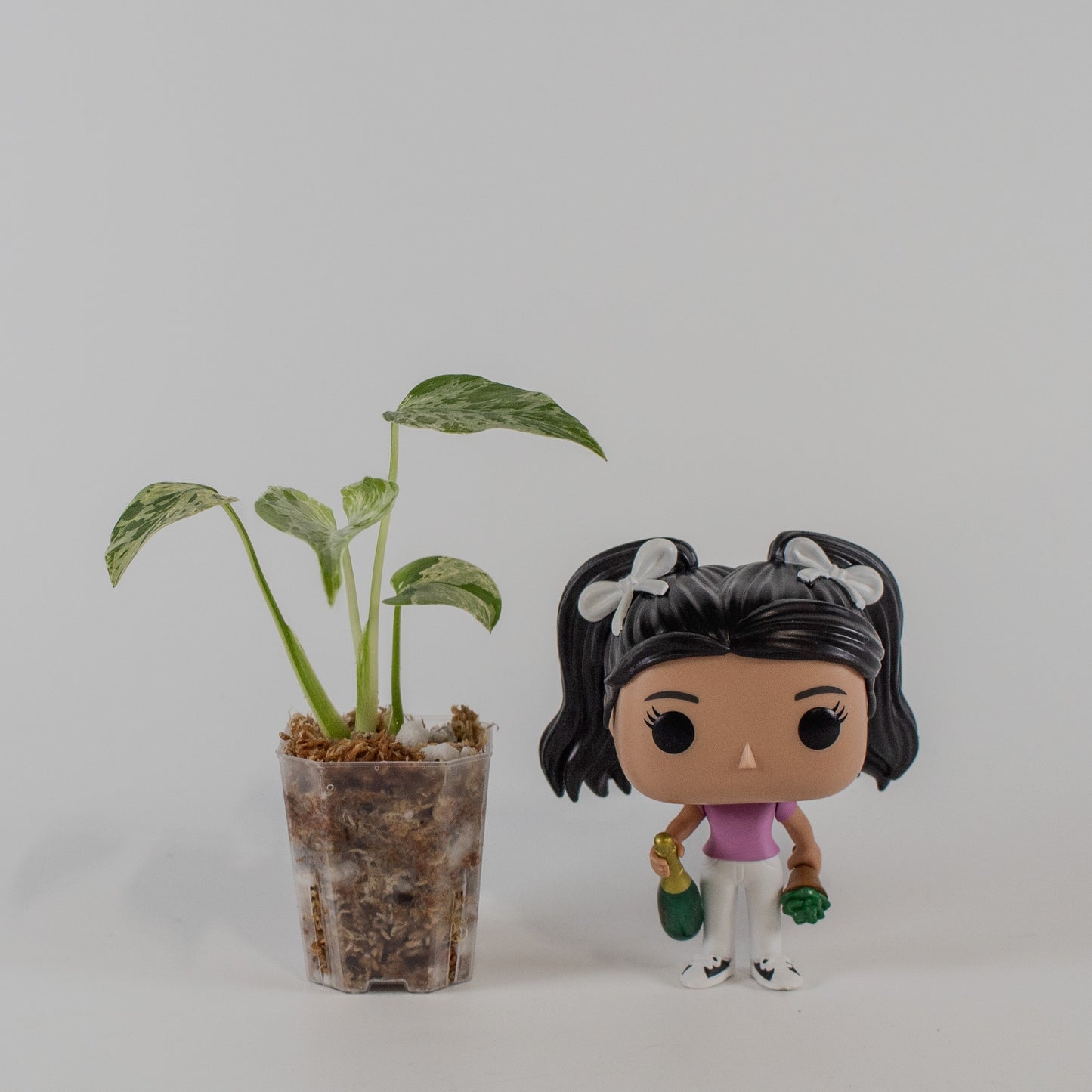 Monstera Deliciosa 'Bulbasaur' (2310)