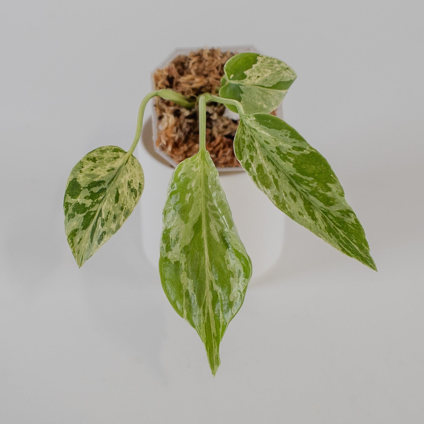 Monstera Deliciosa 'Bulbasaur' (2310)