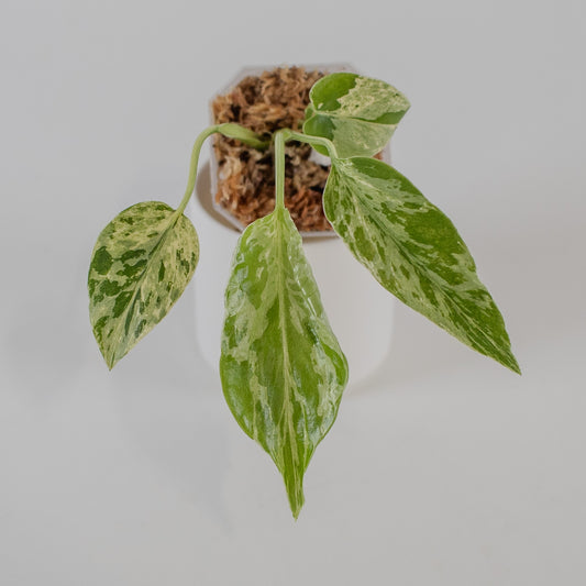 Monstera Deliciosa 'Bulbasaur' (2310)