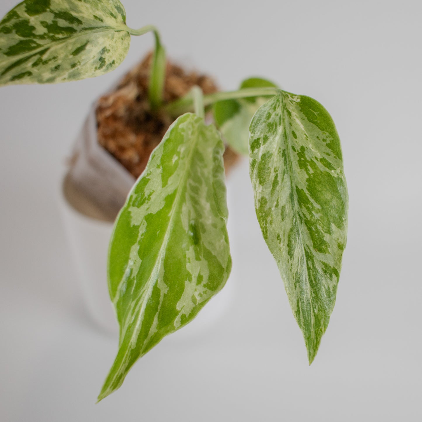 Monstera Deliciosa 'Bulbasaur' (2310)