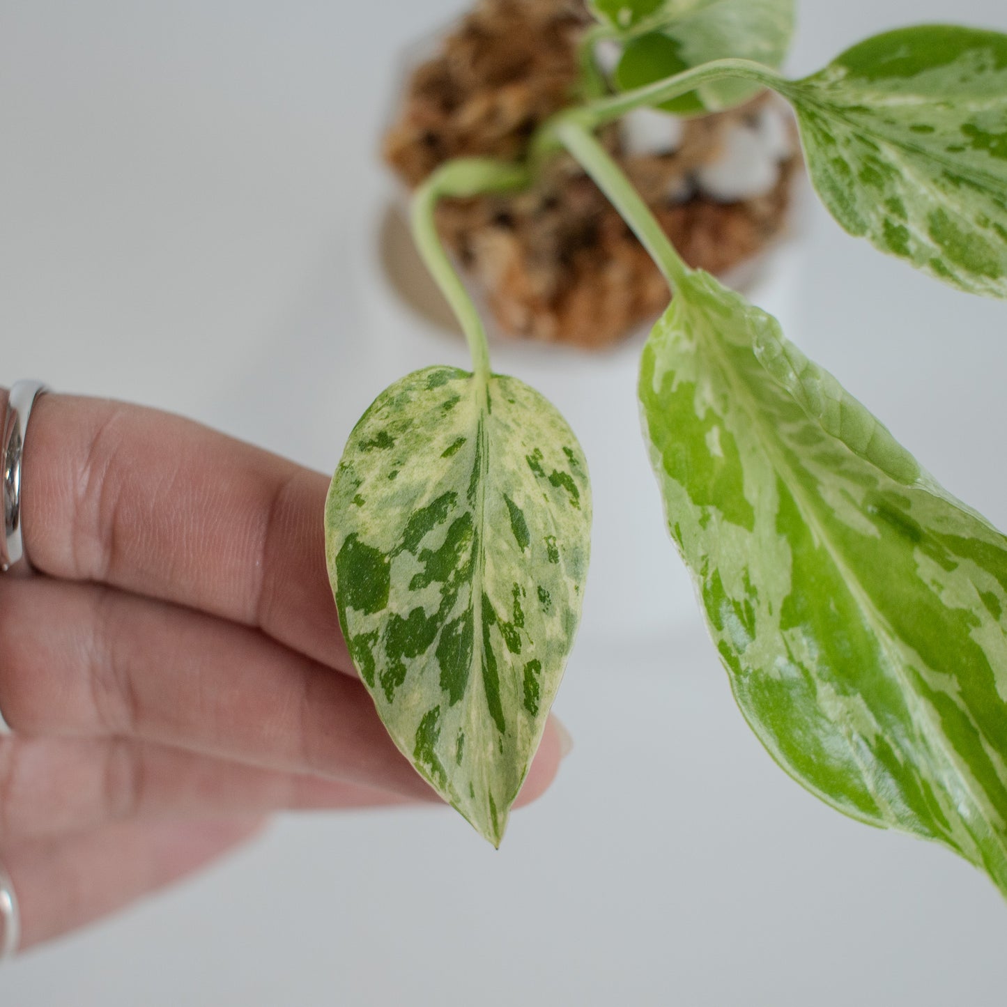 Monstera Deliciosa 'Bulbasaur' (2310)