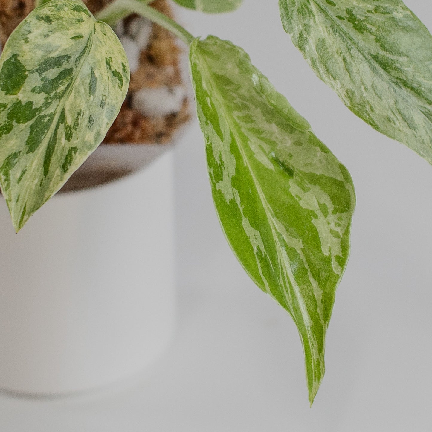 Monstera Deliciosa 'Bulbasaur' (2310)