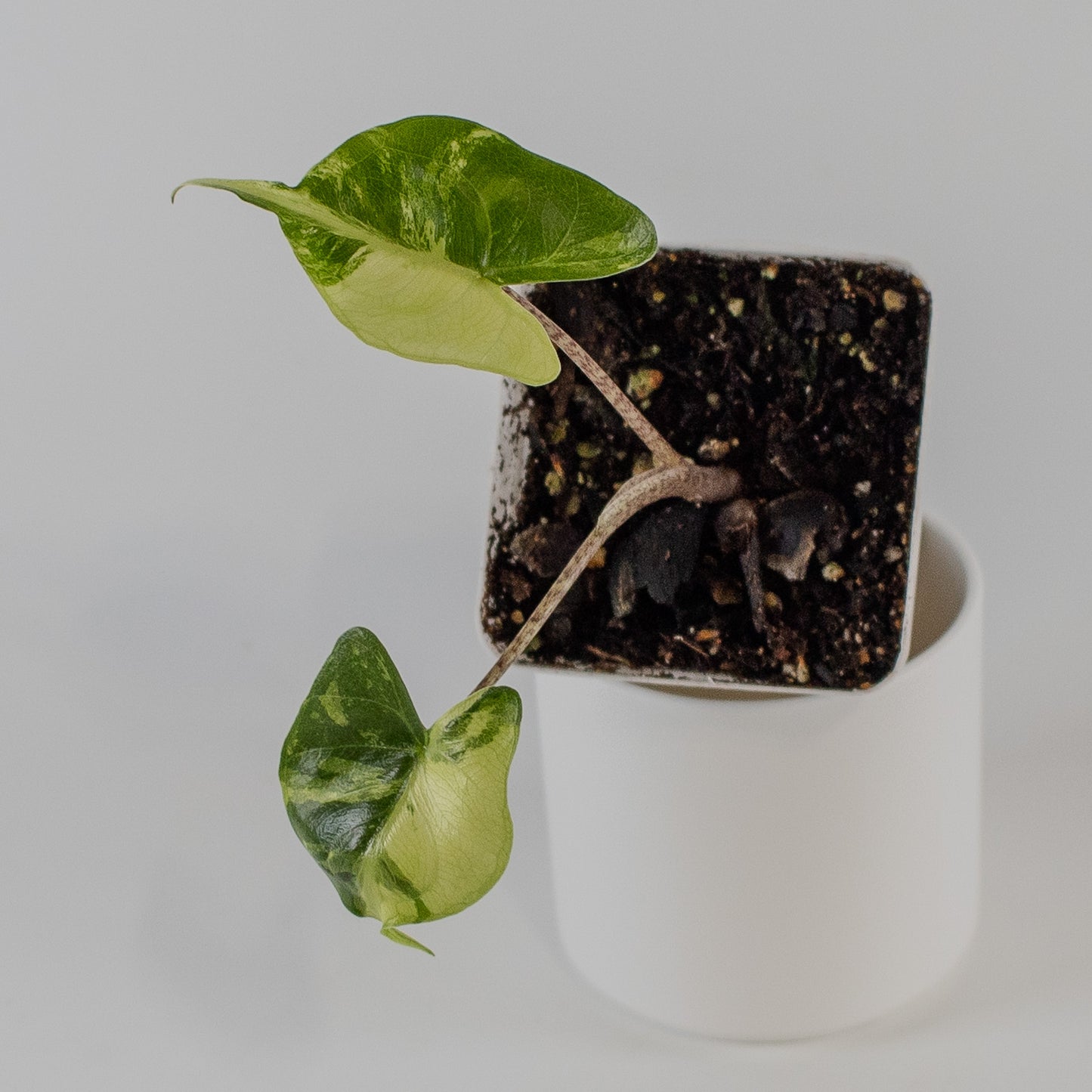 Alocasia 'Stingray' Aurea Variegated (2311)