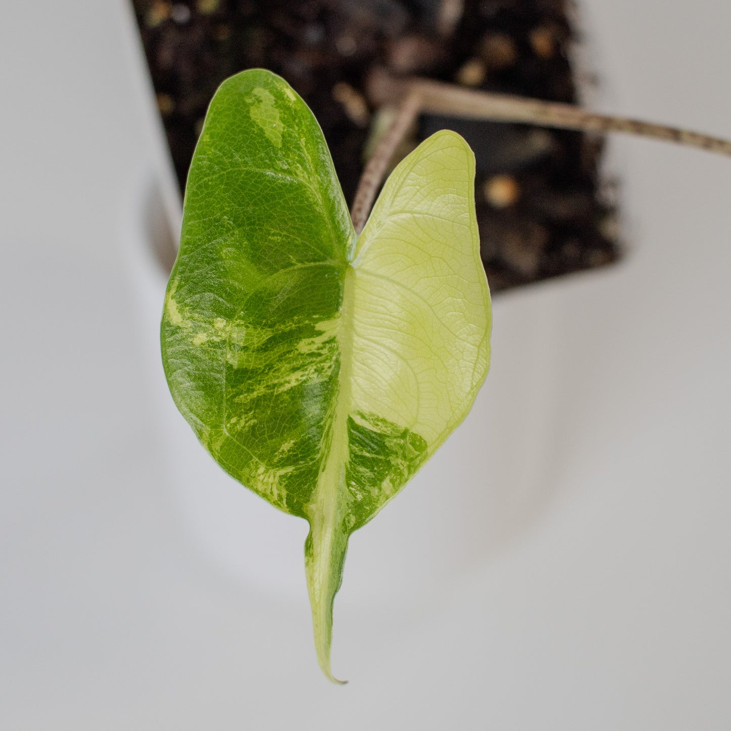 Alocasia 'Stingray' Aurea Variegated (2311)