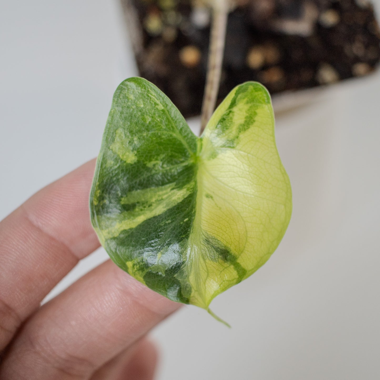 Alocasia 'Stingray' Aurea Variegated (2311)