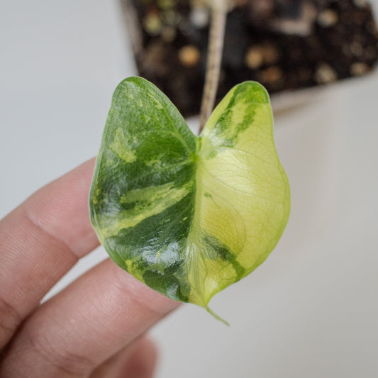 Alocasia 'Stingray' Aurea Variegated (2311)