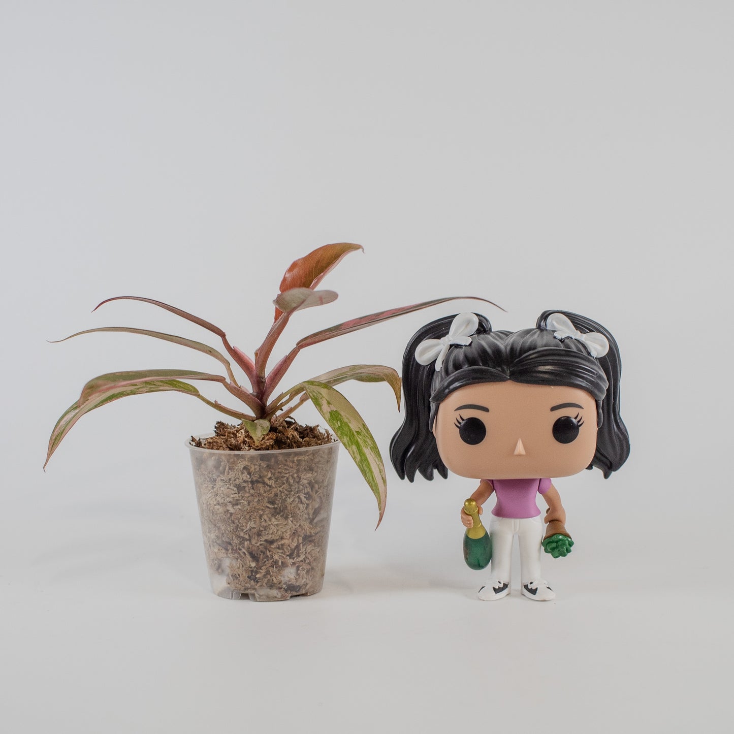 Philodendron 'Caramel Marble' Variegated (2320)