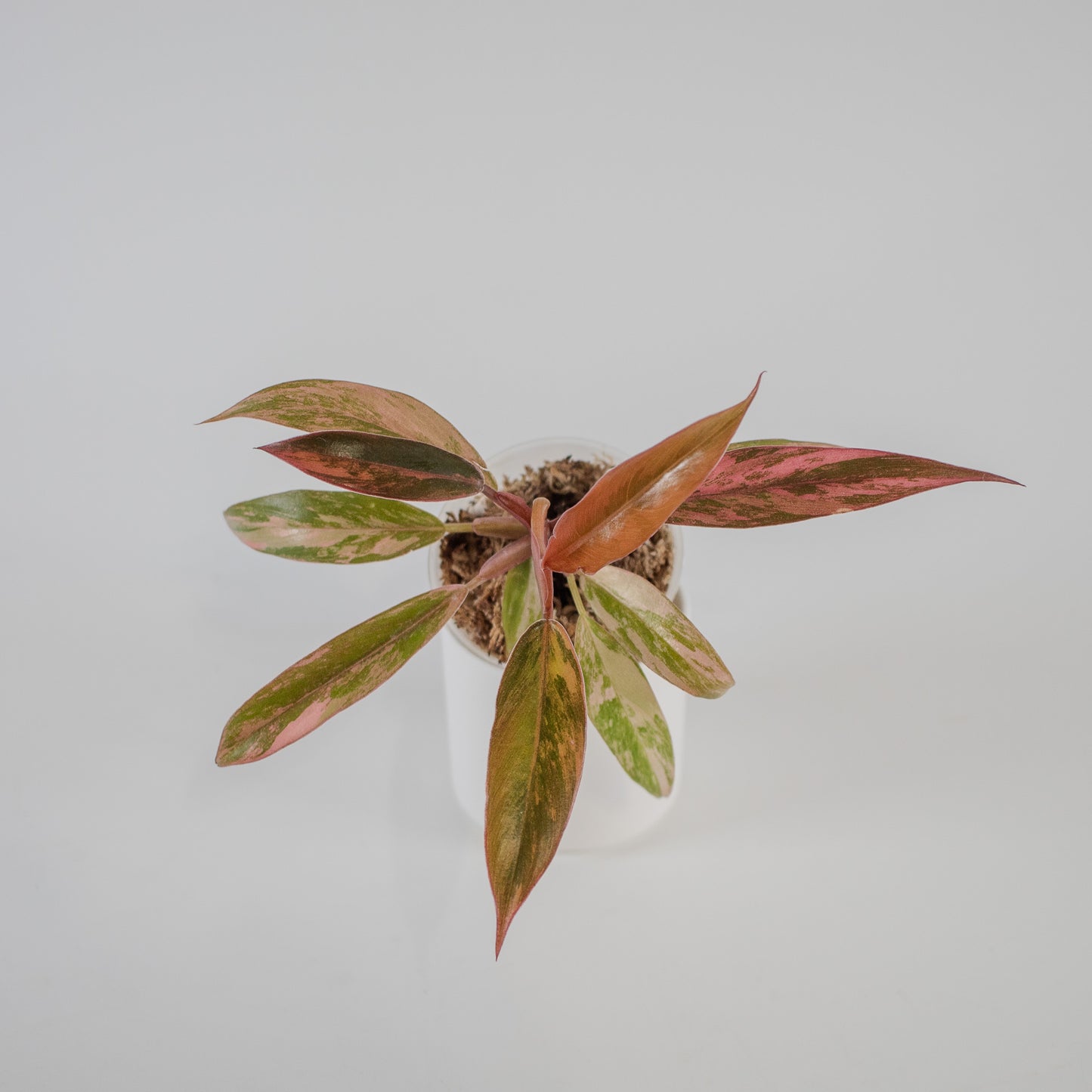 Philodendron 'Caramel Marble' Variegated (2320)
