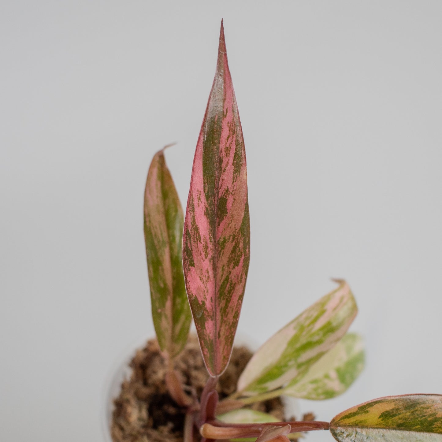 Philodendron 'Caramel Marble' Variegated (2320)