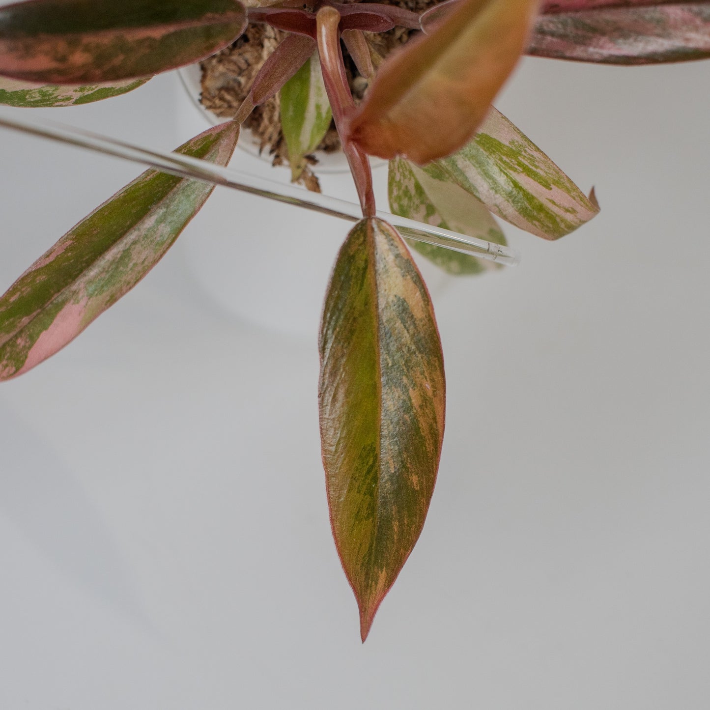 Philodendron 'Caramel Marble' Variegated (2320)