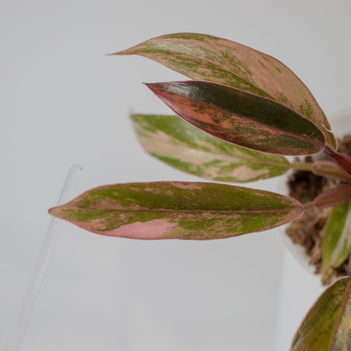 Philodendron 'Caramel Marble' Variegated (2320)