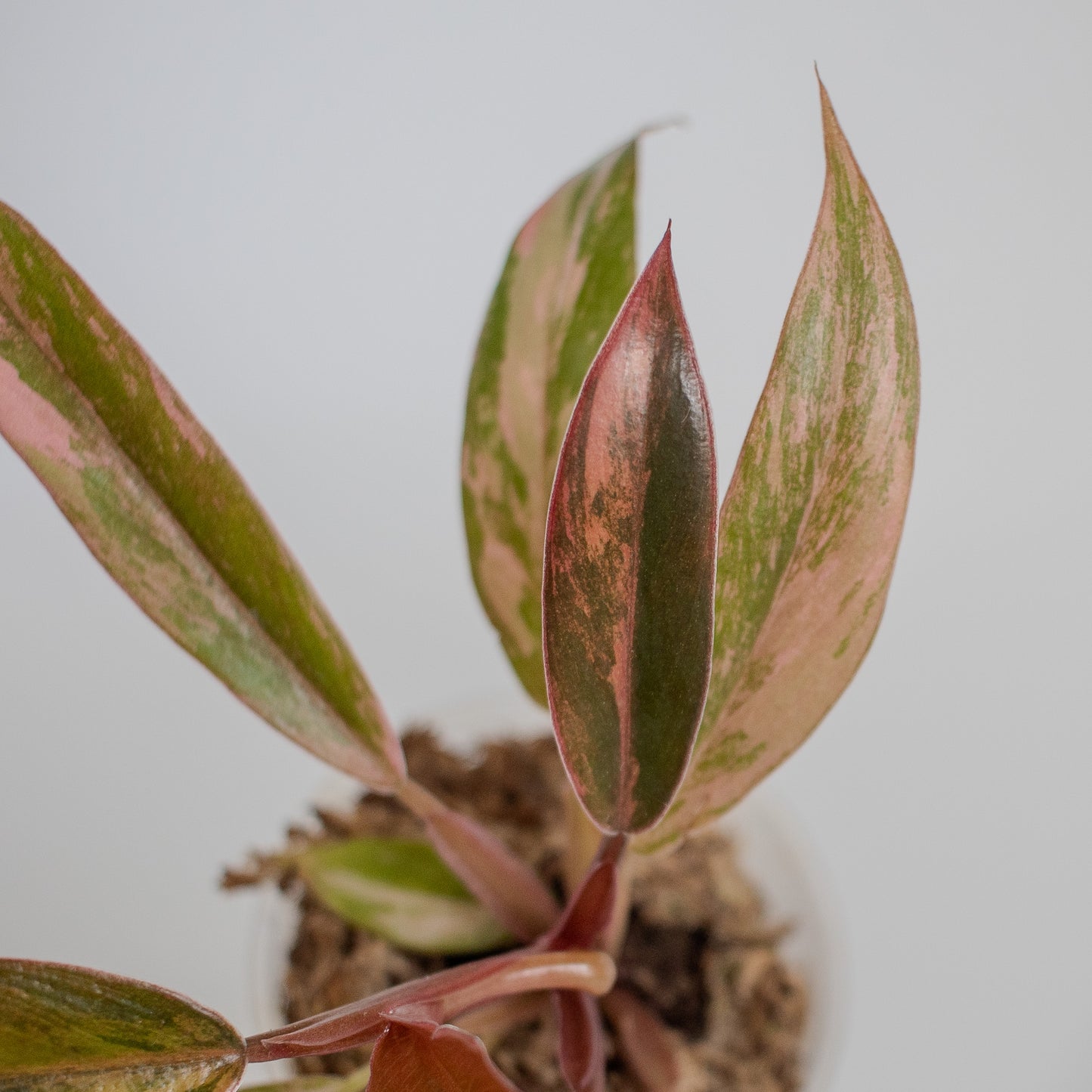 Philodendron 'Caramel Marble' Variegated (2320)